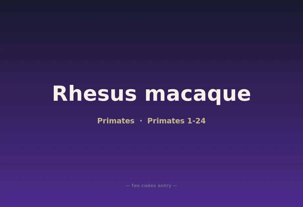 Rhesus macaque